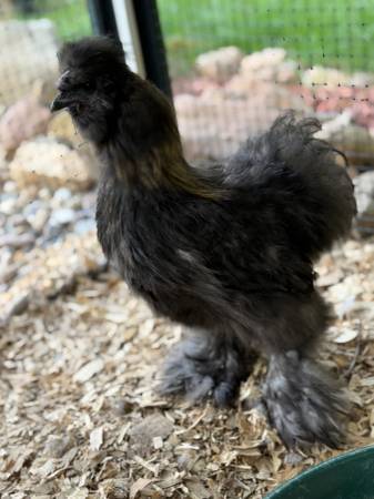 Silkie Rooster- Free to Good Home 1