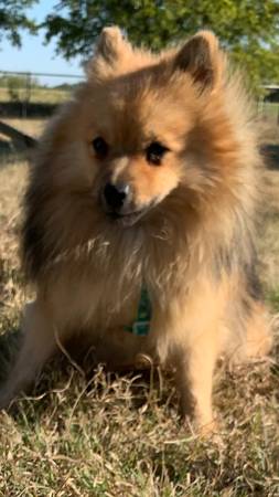 Male Pomeranian $300 1