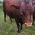 Torito 3 thumbnail
