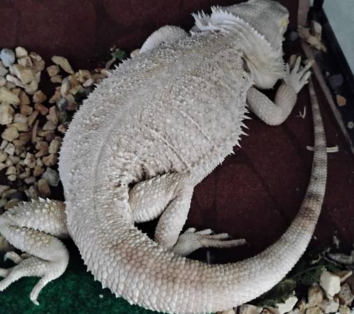 Bearded dragon 1