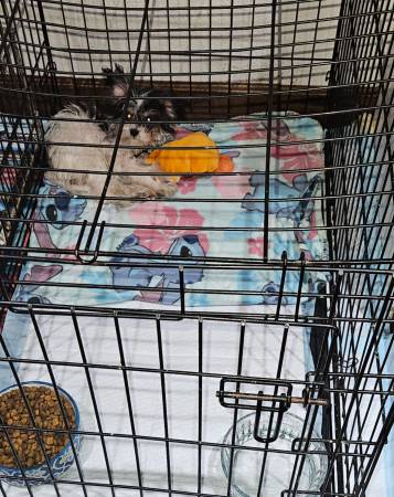 Chihuahua and Maltese mix pups and also some kittens (Bowie tx)63852007017345121