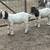 Boer Bucklings 4 thumbnail