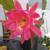 Epiphyllum 4 thumbnail