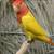 Love birds and parallettes 2 thumbnail