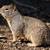 Got ground squirrels? I’ll catch them. 1 thumbnail