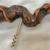Vintage GRAPEVINE BURL WOOD WINE BOTTLE Corkscrew 1 thumbnail