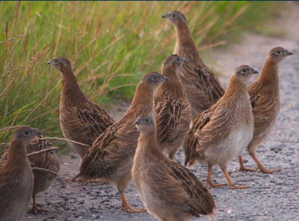 HUNGARIAN PARTRIDGE FOR SALE 1