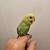 Hand-fed baby parakeet very friendly 5 thumbnail
