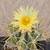 Astrophytum ornatum (star cactus) 4 thumbnail