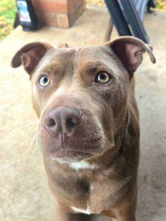 Sweet Pit Bull Jax Looking for Forever Family (Yukon)63681505787139120
