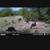 Deer hunting, axis,blackbuck 2 thumbnail