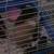 Guinea pigs for sale $120 for both 1 thumbnail