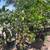 Citrus Trees 2 Feet Tall $20 - More Than 5000 Trees To Choose From $20 3 thumbnail