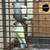Indian Ringneck ( pair 5 years old ) 2 thumbnail
