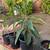 Loquat Tree Organic and healthy! 6 thumbnail