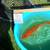 koi fish, fruit trees, and equipment 10 thumbnail