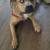 Paws2Paws, Pet Sitting Services 6 thumbnail