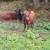 Year old Dexter calf 2 thumbnail