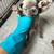 French Bulldog Puppies 7 thumbnail