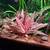 Cherry shrimp,  Aquarium plants,L144 blue eyed plecos 13 thumbnail