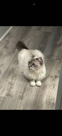 Mom with small kitten (San Jose)63836592066561120