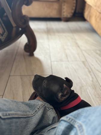 4 month old Cane Corso Mix63907184593155120
