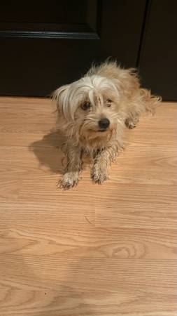 Perro pequeño (Kennewick)603102035691458563