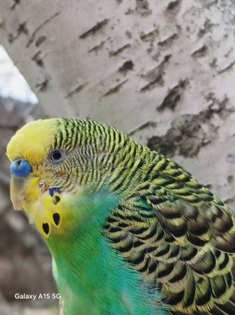 Budgies, parakeets, cocatiels, birds for best homes available 1