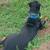 2 1/2 year old doberman 7 thumbnail
