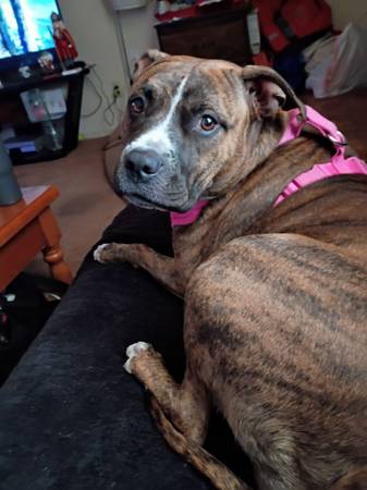 I must re-home my dog 1