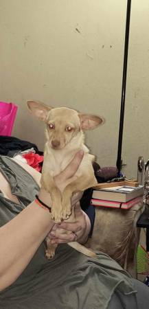 Chihuahua needs home63993568484226120
