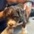 PUPPIES LOOKING FOR THEIR FOREVER HOME 1 thumbnail