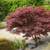 BALLED AND BURLAP EVERGREENS- ARBORVITAES- SHADE TREES AND MORE (SALE) 14 thumbnail