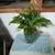 Houseplants 4 thumbnail