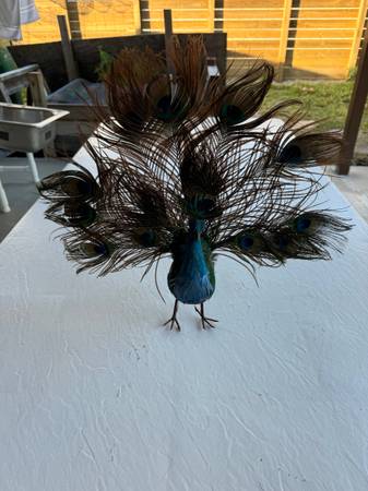 Bird/Peacock Feathers 1
