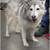 Huskies need homes 7 thumbnail