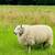 Locally grown sheep fleece/yarn 24 thumbnail