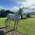 Gentle Percheron Mare Draft Horse 1 thumbnail