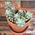 Plants, Graptosedum Succulents (4) in 4.5” Terracotta Pots, $10 Each 6 thumbnail