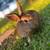 Redback Rabbit 2 thumbnail