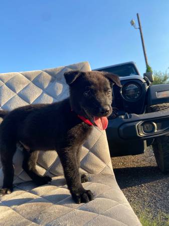 Malinois belga (Weslaco)64148953463683120