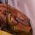Crested Geckos 14 thumbnail