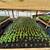 Warrenton Plants Nursery Nurseries 12 thumbnail