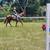 Horseback Riding Lessons 3 thumbnail