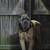 Cane Corso 5 thumbnail