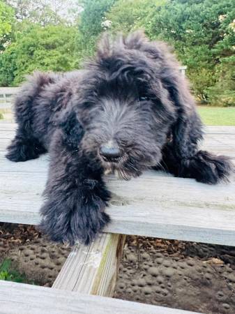 3 month of puppy 1