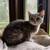 Kitten 6 thumbnail