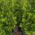 Ficus 4 thumbnail
