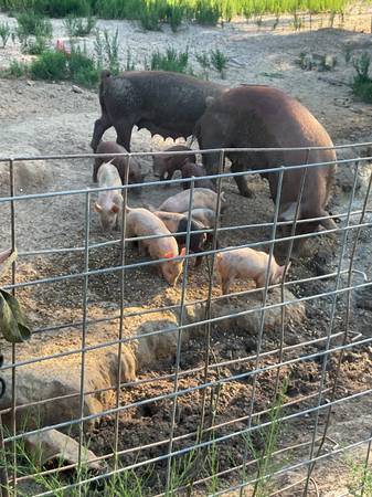 Pigs 1