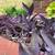 Tradescantia 'Purple Heart' - Colourful Houseplant 5 thumbnail